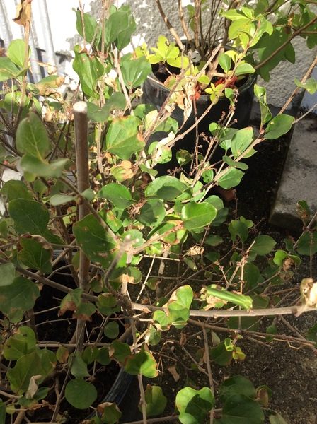Lilac help needed