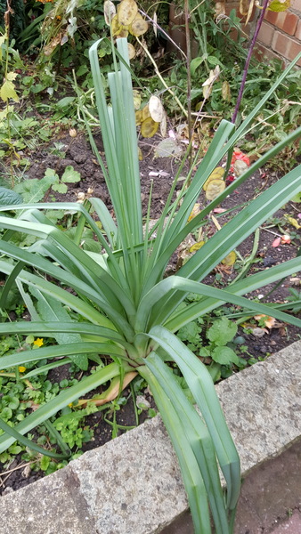 Can you help identify this plant please :-)