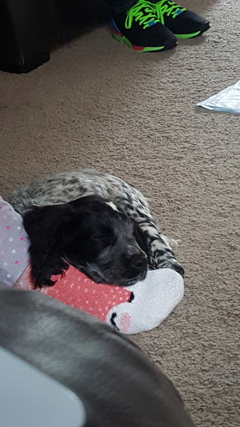 Anyone fancy a new puppy-support thread?