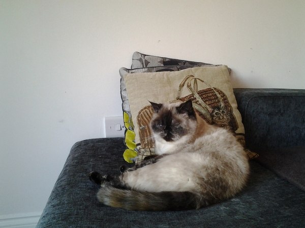 I *might* have arranged to view some kittens on Sunday