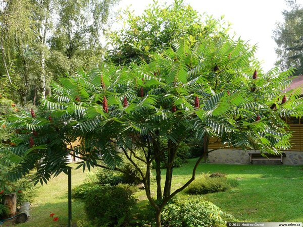 Help me plan my garden - I haven't a clue what I'm doing