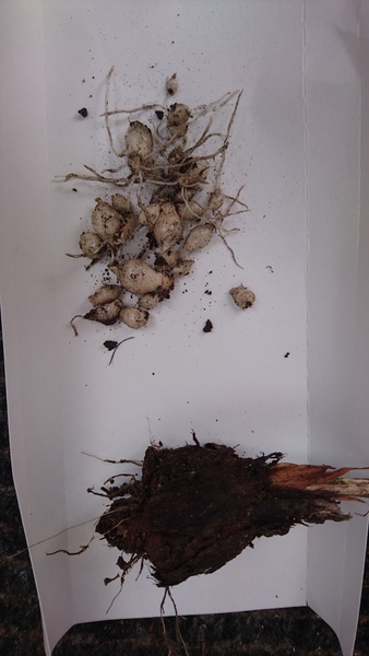 What are these things I just dug up?
