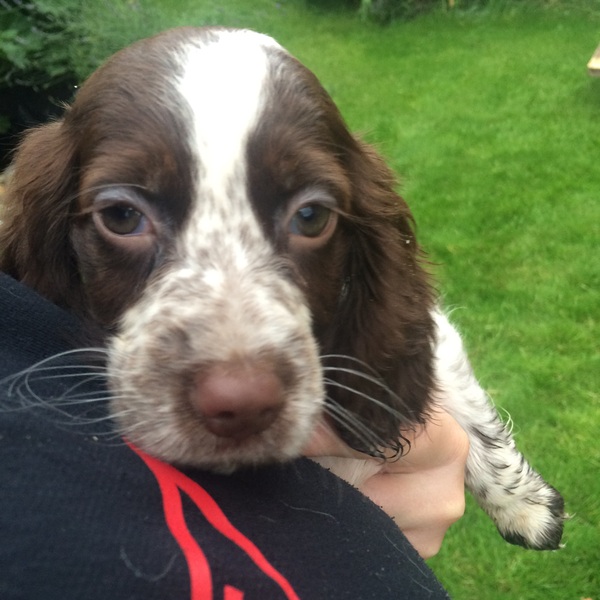 Should I have my dog DNA tested