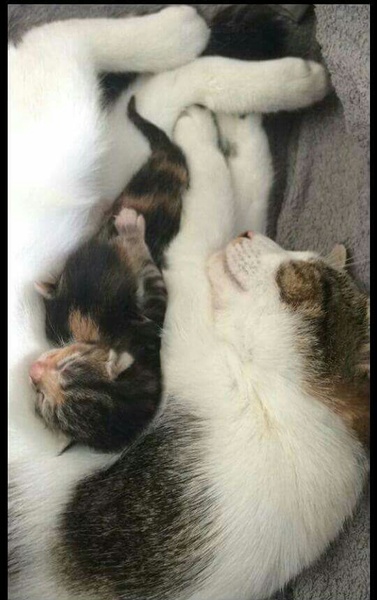 Kitten picture.