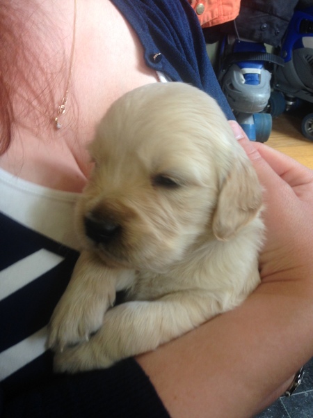 Going to meet our potential new puppy today