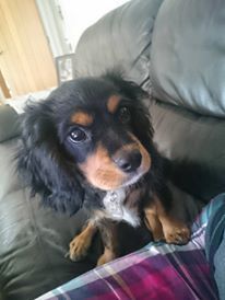 Anyone fancy a new puppy-support thread?