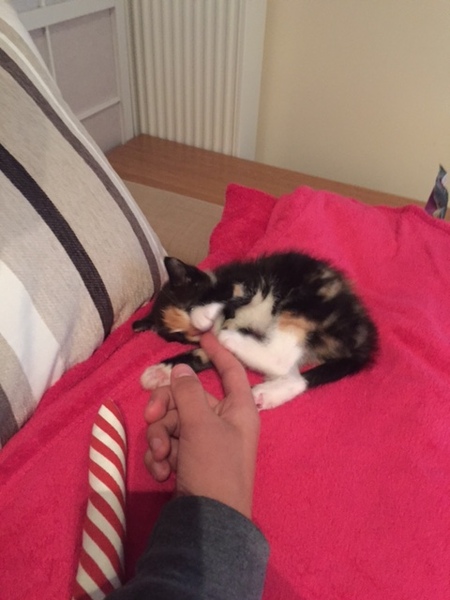 Is it true tortoiseshell cats can be mean