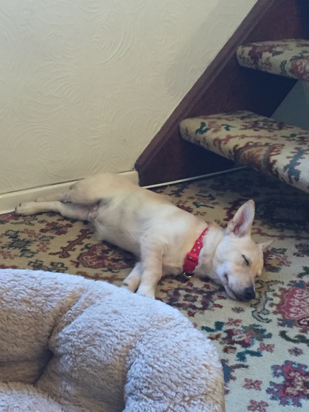 Getting rescue pup very soon - what do we need/any top tips?