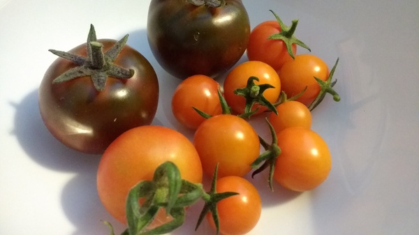 Allotment/Veg Patch Thread 6 -  Weed 'em and Reap!