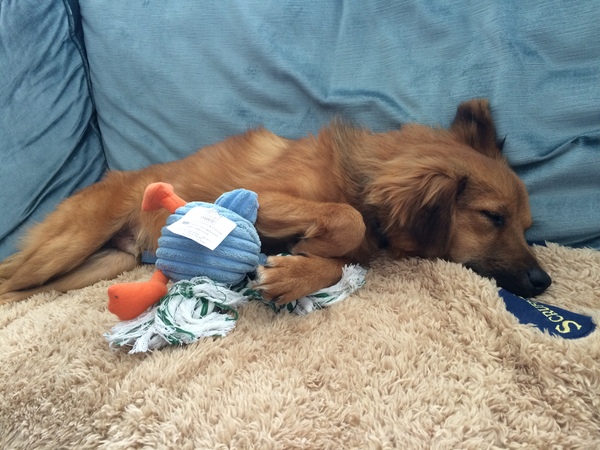 Adopting a dog from an overseas rescue centre. WWYD?