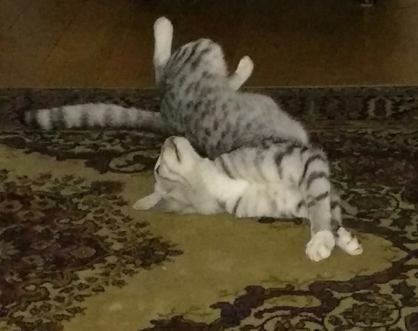 A game of CatSpot anyone?