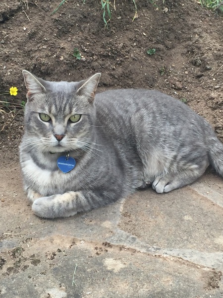 Feline Eosinophilic Syndrome. Any experience?