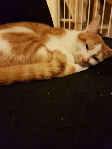 Zombie and Chemo - The Ongoing Saga