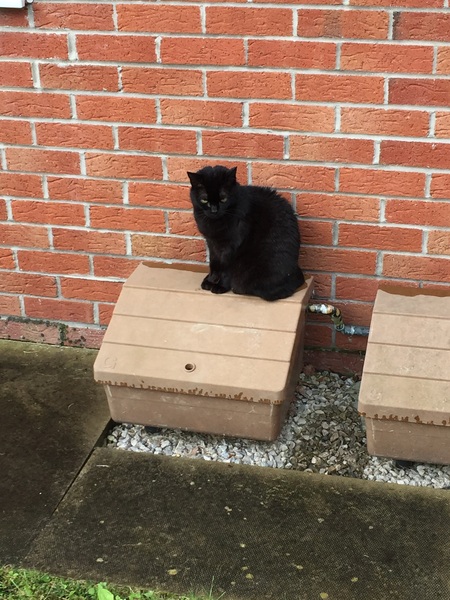 Cat is Being Perfectly Reasonable