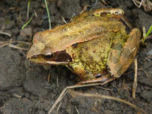 To be worried about my slimy friend?