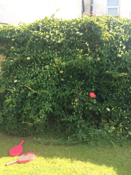 What's looking good in your garden at the moment?