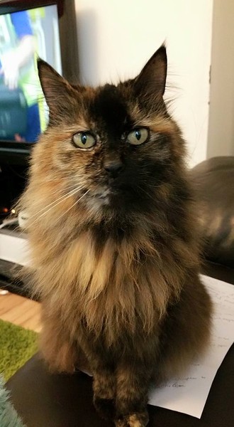 Is it true tortoiseshell cats can be mean