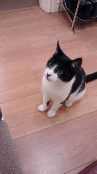 Waiting to meet our new cat!