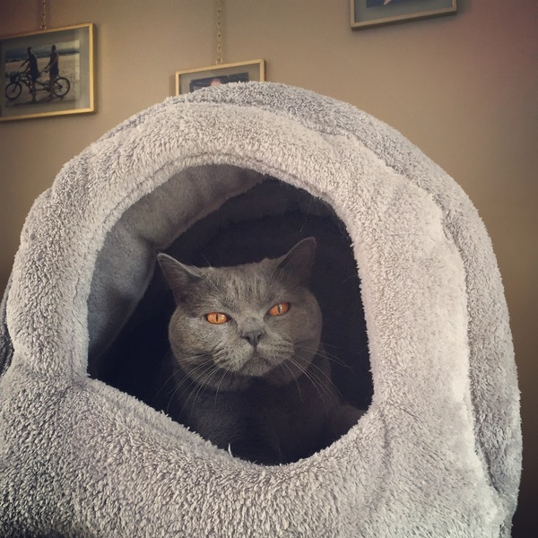 Cat bed: how do I get her to use it?