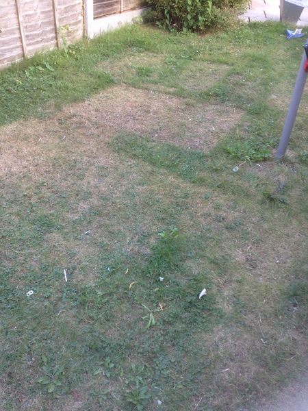 Creating and maintaining a guinea pig paradise