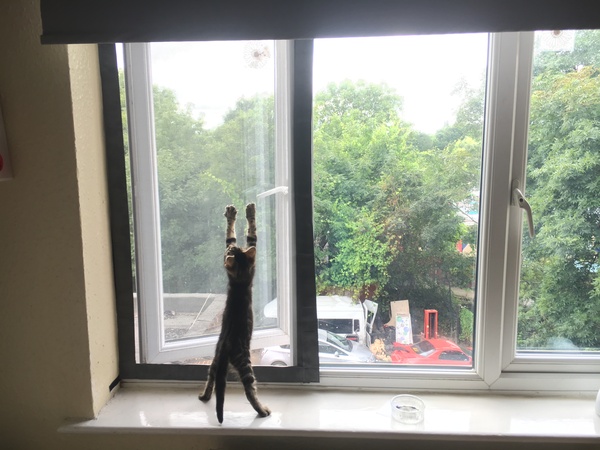 Stopping cat climbing out of the window?