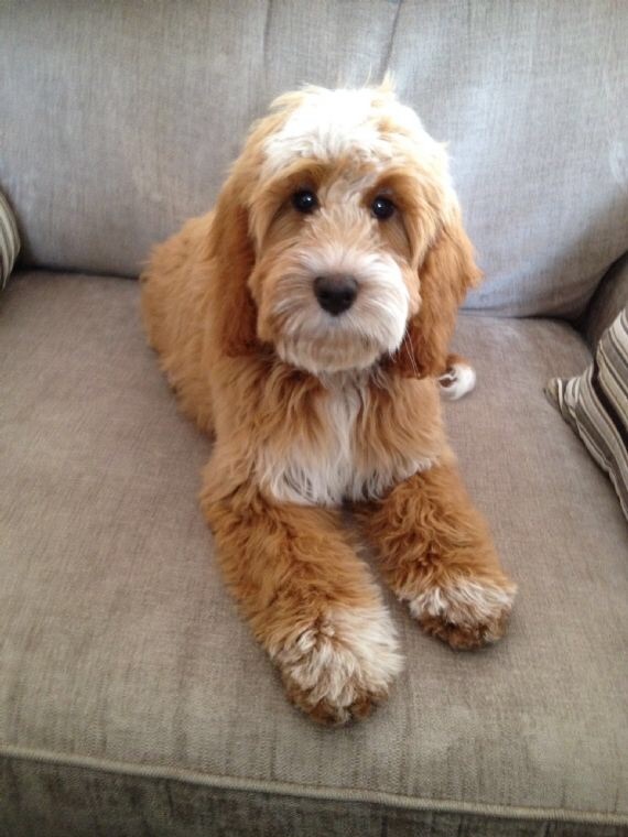 Can anyone recommend a breed?