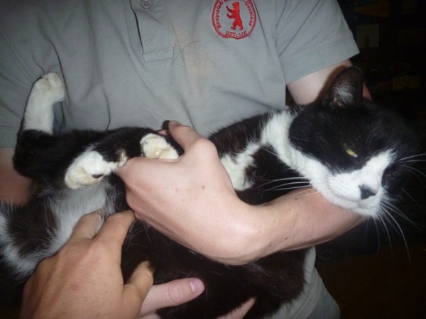 Anything we can do to help our cat be less of a bastard?