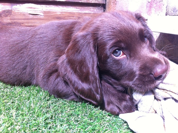Anyone fancy a new puppy-support thread?