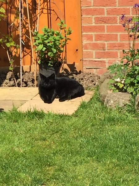 Oops I did it again!  (cat number four)