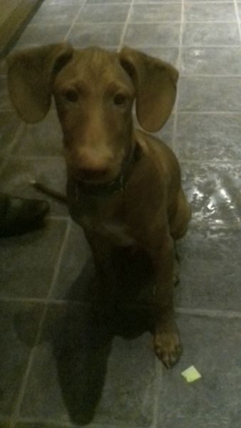 Podenco puppy!