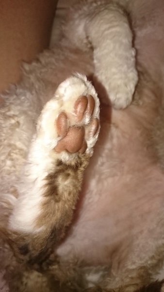 Toe floofs