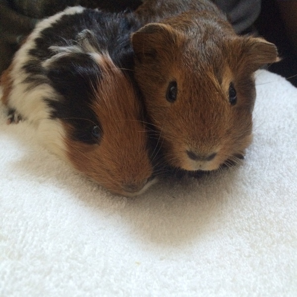 New Guinea Pigs - couple of questions