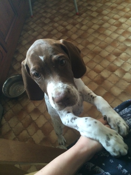 Anyone fancy a new puppy-support thread?