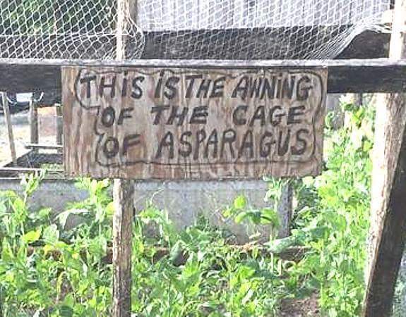 Allotment/Veg Patch Thread 6 -  Weed 'em and Reap!