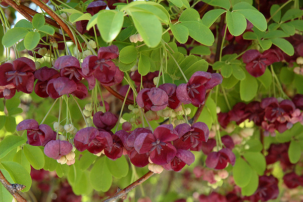 Changing an arch with a clematis on it
