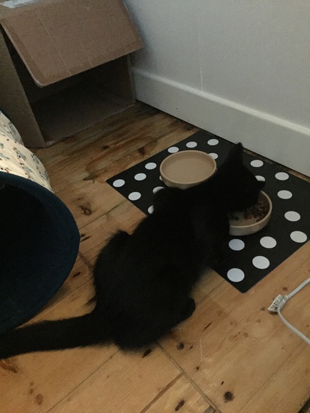 We picked up our kitten today!