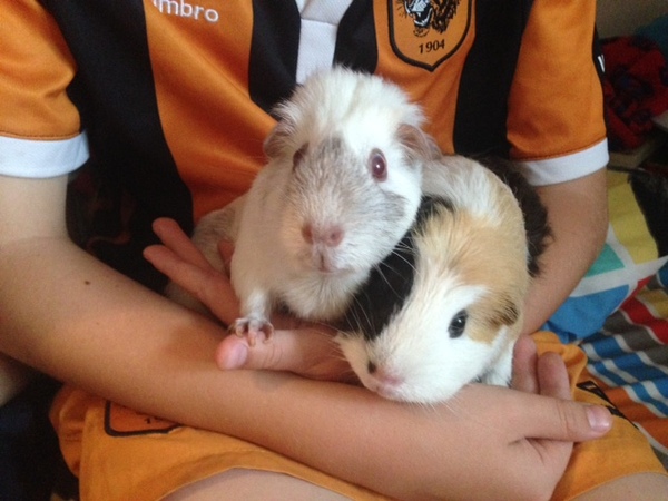 We're getting 2 pigs on Thursday :-)))))