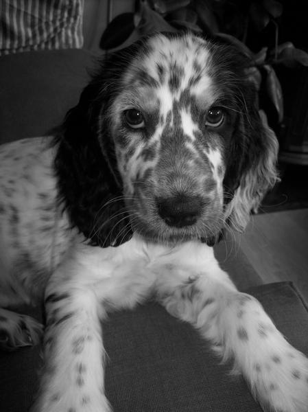 Should I have my dog DNA tested