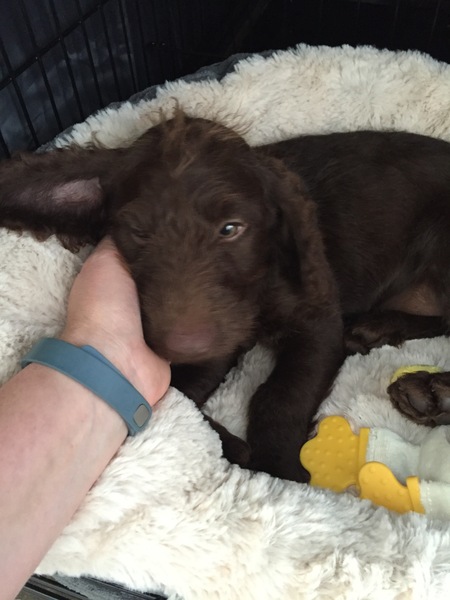 Anyone fancy a new puppy-support thread?