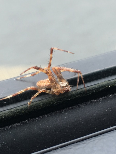 Swagger Inn Thread 136 - Series 3 Finishes - wenches wail piteously, don black crepe and mourn the lack of Musketeers on screen