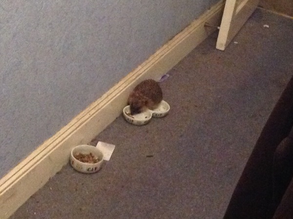 Fox wandered into my living room last night