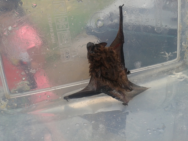 Fledglings flutter vaguely into August - summer mode continues