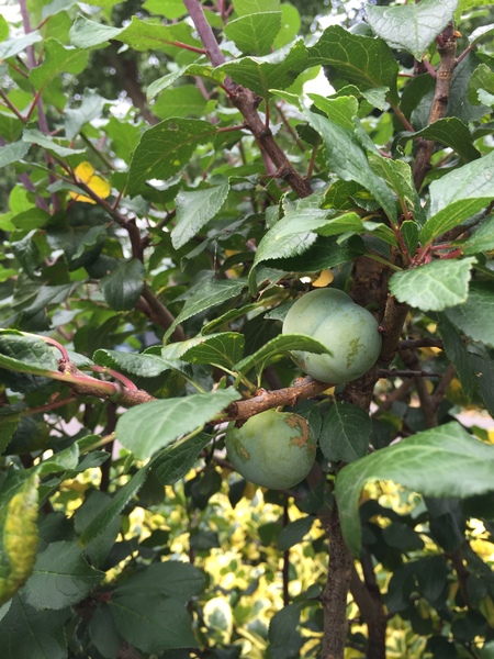 Are these plums?