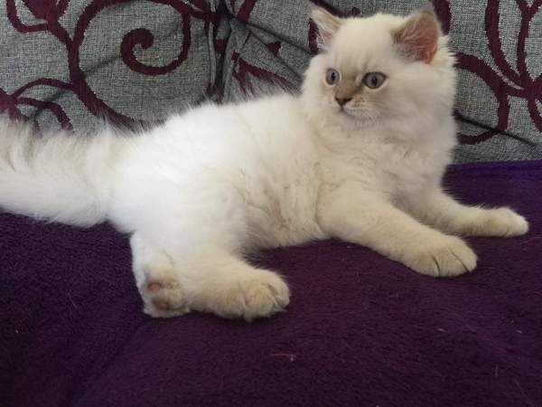 I *might* have arranged to view some kittens on Sunday