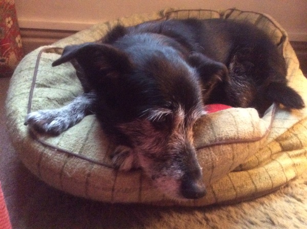 my darling is on her last lap - I need a bit of support
