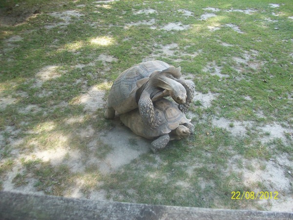 To complain to the zoo about the wanking monkeys?