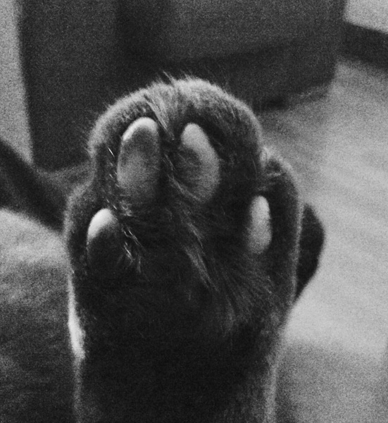 Toe floofs