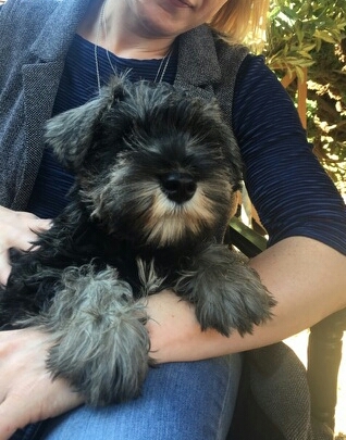 Anyone fancy a new puppy-support thread?