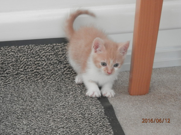 Kitten's first outing
