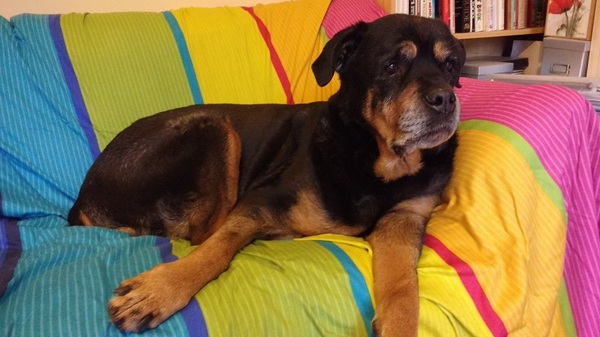 My dog has just suddenly died!